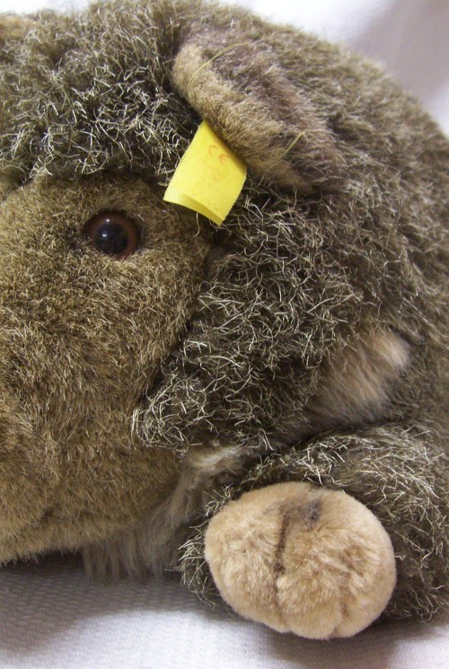 Groot Steiff wildschwein Wutzi 35 cm, verzamel item