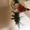Antieke oude Kerst vogel een gans van dun geblazen glas in zilver, rood en mosgroen   1e helft 1900 - Afbeelding 4