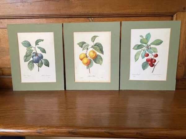 3 vruchten litho's van Joseph Redoute, gravure van Langlois 1955