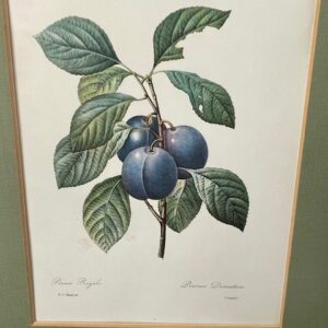 3 vruchten litho's van Joseph Redoute, gravure van Langlois 1955 - Afbeelding 4