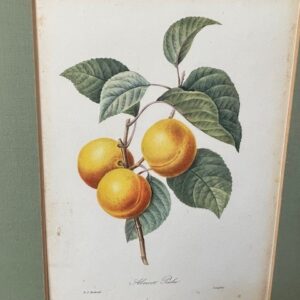 3 vruchten litho's van Joseph Redoute, gravure van Langlois 1955 - Afbeelding 3
