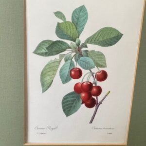 3 vruchten litho's van Joseph Redoute, gravure van Langlois 1955 - Afbeelding 2